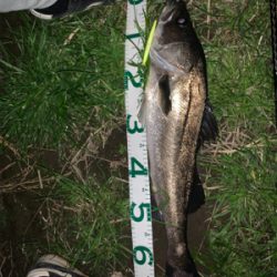 戸田橋 バチ食いシーバス