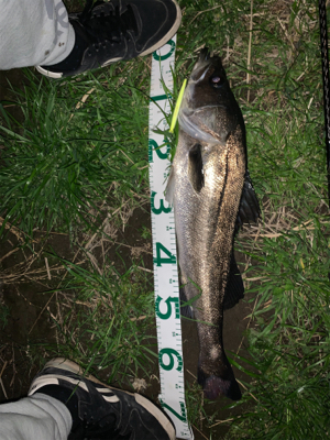 戸田橋 バチ食いシーバス