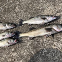 シーバス高活性