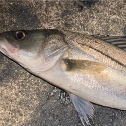 シーバスフィッシング