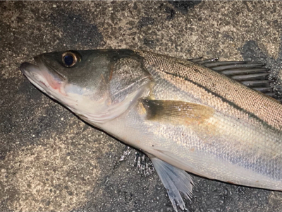 シーバスフィッシング