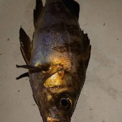 ２日続けてメバリングに