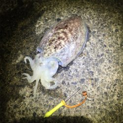 コウイカ 釣行