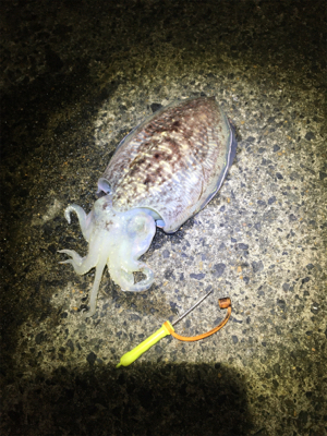コウイカ 釣行