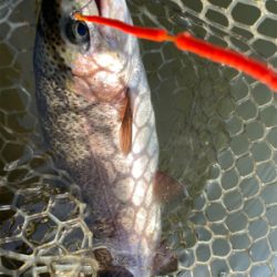 エリアトラウト