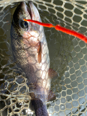 エリアトラウト