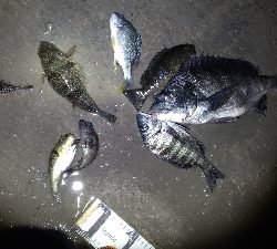 3/7釣果チヌグレガシラメバル