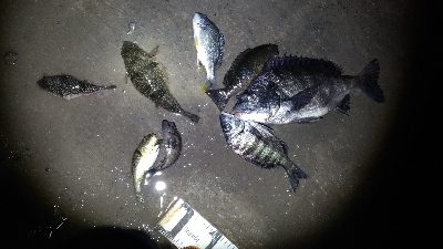 3/7釣果チヌグレガシラメバル