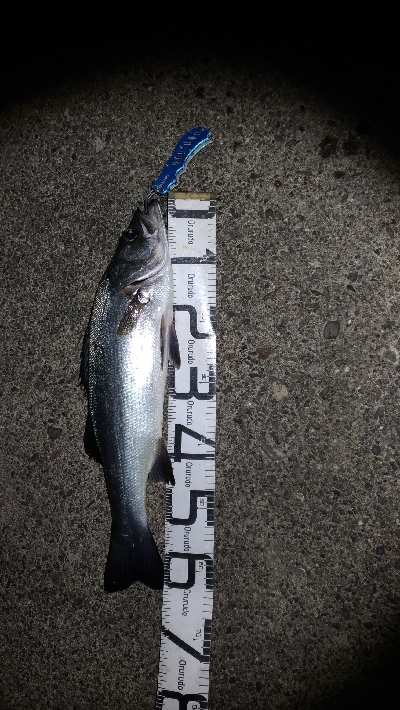 3/11釣果ヒラスズキ64センチ！デカアジ…