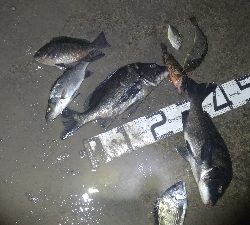 3/14釣果チヌグレヒラセイゴ!