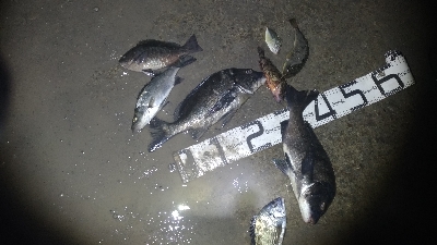 3/14釣果チヌグレヒラセイゴ!