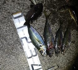 3/20釣果デカアジ35センチ！