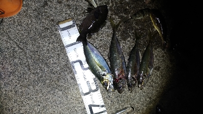 3/20釣果デカアジ35センチ！