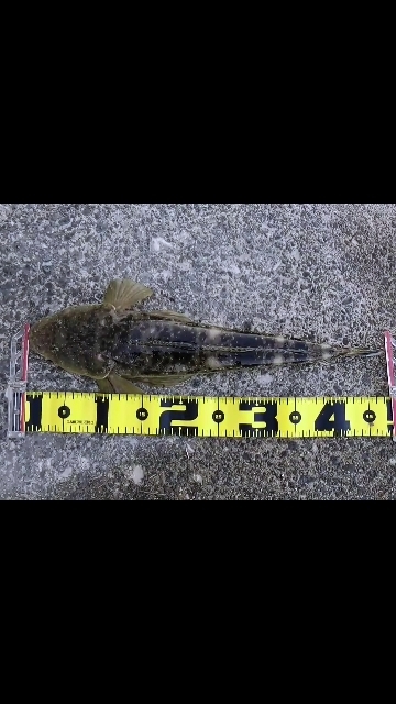 初めてのマゴチ