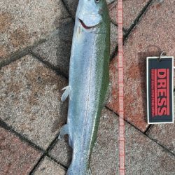 初管理トラウト釣り