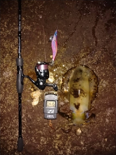 春なのにこのサイズ