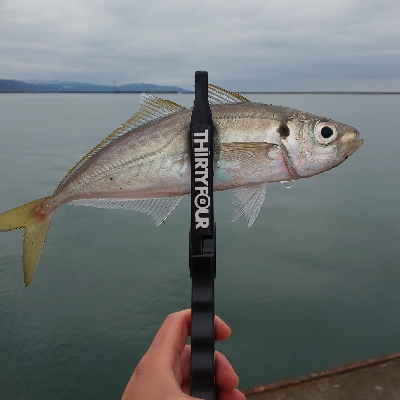 上越管釣りアジング