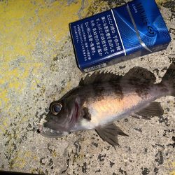 メバルプラッキング⑤