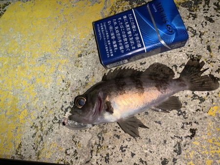 メバルプラッキング⑤