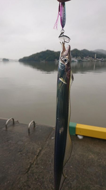 雨上がり超濁り太刀魚