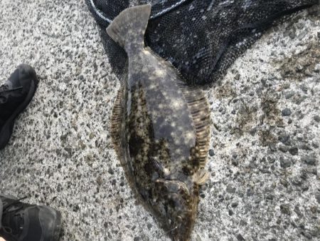 飲ませでヒラメGET