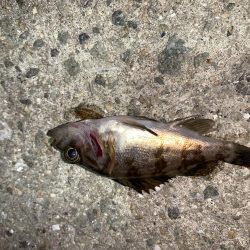 メバルプラッキング⑩