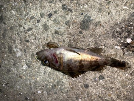 メバルプラッキング⑩