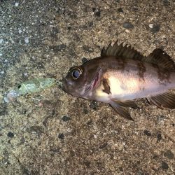 メバルプラッキング12