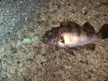 メバルプラッキング12