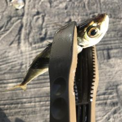 朝マズメのアジング