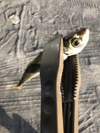 朝マズメのアジング