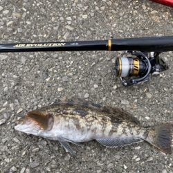 チヌ・アイナメ・カサゴ