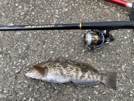 チヌ・アイナメ・カサゴ