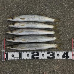 カマス引っ掛け