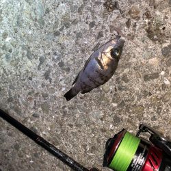 メバルプラッキング18