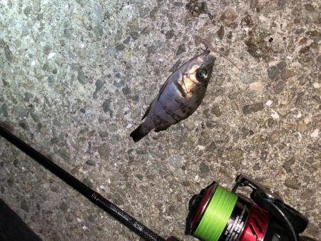 メバルプラッキング18