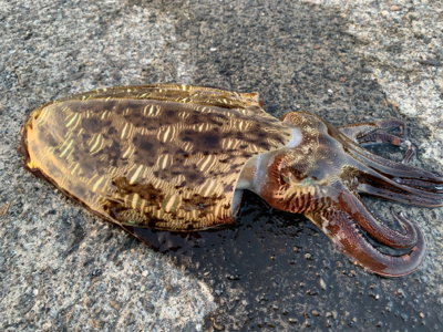 朝マズメ エギング