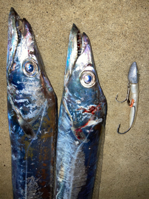 ２日連続、夕マズメタチウオ！！