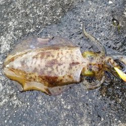 久しぶりのアオリイカ♪