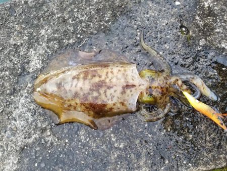 久しぶりのアオリイカ♪