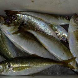 またまたアジが釣りたくて