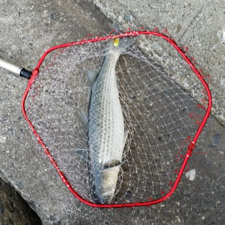 久しぶりのプチsalt water gam…