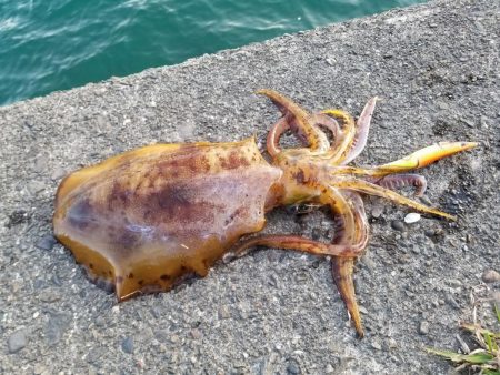 夕まづめチャレンジ(^^)