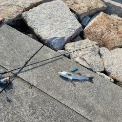 シーバス &チヌ