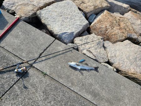 シーバス &チヌ