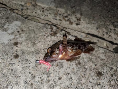 出張先にて港調査