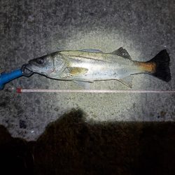 シーバス、ガシラは釣れたけど