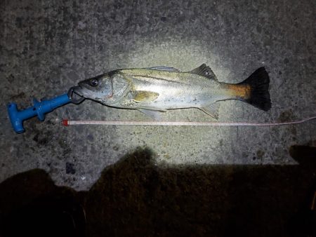 シーバス、ガシラは釣れたけど