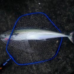 サワラが出た!!