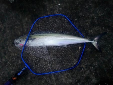 サワラが出た!!